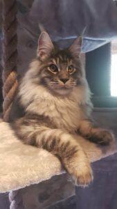 maine coon