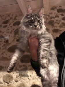 maine coon