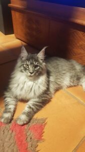 maine coon