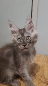 maine coon