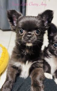 27e9e357a36915c683553bbb25410cb6