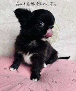 517f47f9b0c026cf27275c5e286f17bf