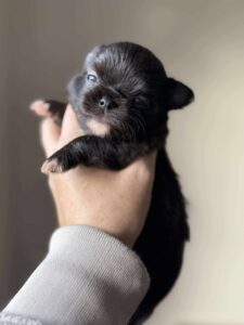 598758386_876048061464866_2881007575636904090_n